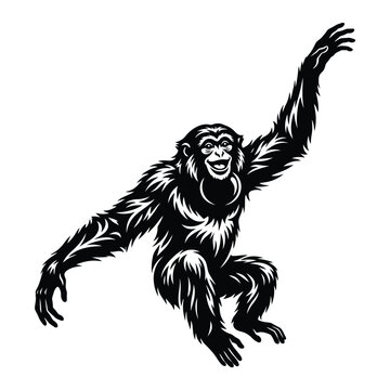 Black and white of a swinging chimpanzee monkey primate