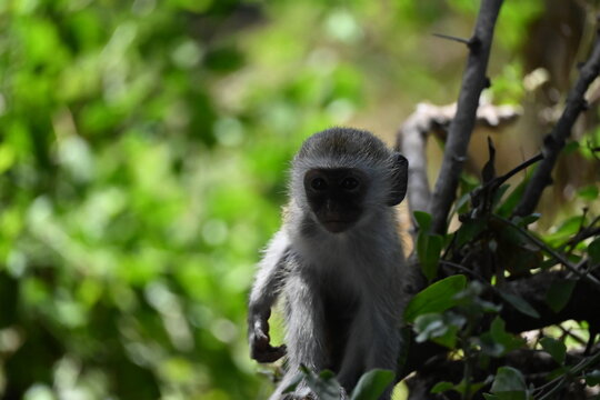 Green monkey (Chlorocebus aethiops), a small African primate found in savannas, woodlands, and other open habitats.