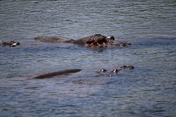 Hippopotamuses in Mzima Springs, Tsavo National Park, Kenya, resting in crystal-clear freshwater pools surrounded by lush vegetation. A wildlife scene showcasing one of East Africa's most iconic mamma © Michaela Holubová