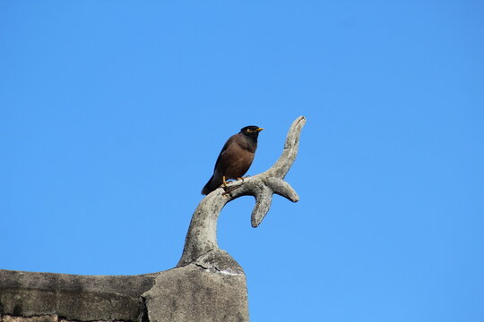 bird, animal, nature, bird of prey, blue, prey, feathers, sky #LaoIdentity