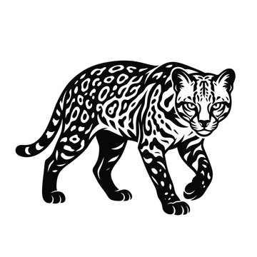Black and white of a walking clouded leopard big cat