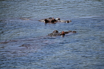 Hippopotamuses in Mzima Springs, Tsavo National Park, Kenya, resting in crystal-clear freshwater pools surrounded by lush vegetation. A wildlife scene showcasing one of East Africa's most iconic mamma © Michaela Holubová