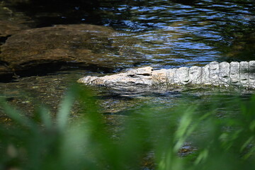 Encounter the formidable Nile crocodile (Crocodylus niloticus), one of Africa's largest and most powerful reptiles, in the rivers, lakes, and wetlands of Uganda, the Pearl of Africa. Thriving in iconi © Michaela Holubová