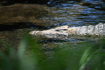 Encounter the formidable Nile crocodile (Crocodylus niloticus), one of Africa's largest and most powerful reptiles, in the rivers, lakes, and wetlands of Uganda, the Pearl of Africa. Thriving in iconi © Michaela Holubová