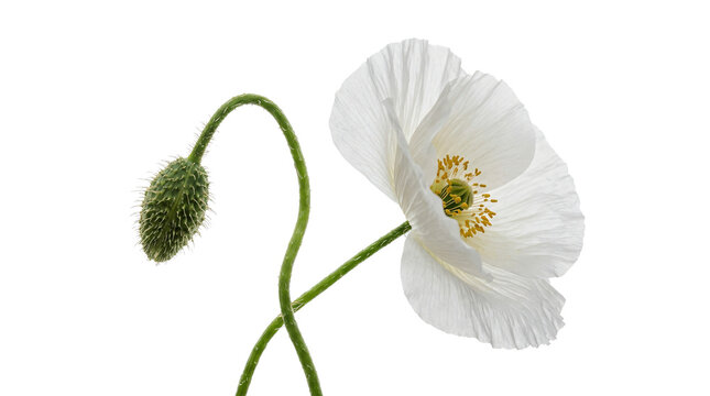 Delicate white poppy flower with soft petals and a fuzzy green bud showing intricate botanical details on transparent background