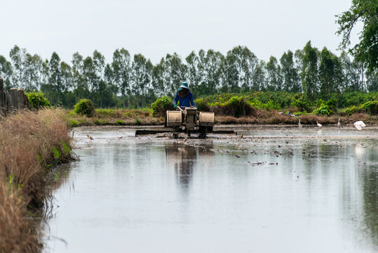 Farmer operating agricultural machinery flooded rice paddy field preparing muddy soil for cultivation rural farmland trees water reflections birds