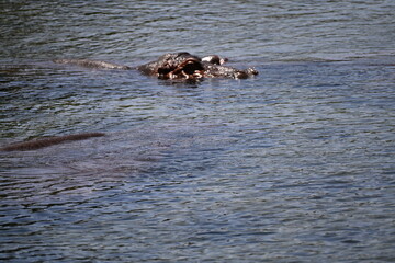 Hippopotamuses in Mzima Springs, Tsavo National Park, Kenya, resting in crystal-clear freshwater pools surrounded by lush vegetation. A wildlife scene showcasing one of East Africa's most iconic mamma © Michaela Holubová