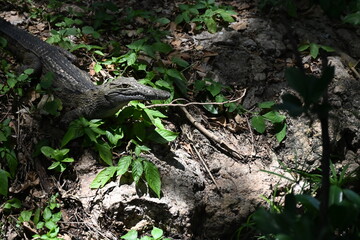 Encounter the formidable Nile crocodile (Crocodylus niloticus), one of Africa's largest and most powerful reptiles, in the rivers, lakes, and wetlands of Uganda, the Pearl of Africa. Thriving in iconi © Michaela Holubová