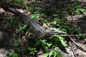 Encounter the formidable Nile crocodile (Crocodylus niloticus), one of Africa's largest and most powerful reptiles, in the rivers, lakes, and wetlands of Uganda, the Pearl of Africa. Thriving in iconi © Michaela Holubová