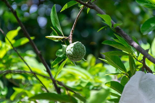 Fresh green sugar apple fruit growing naturally tropical tree surrounded by lush leaves bright sunlight representing organic agriculture healthy produce