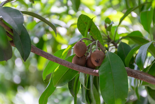 Fresh sapodilla fruits growing naturally tropical tree surrounded by lush green leaves sunlight representing tropical agriculture orchard farming fresh produce