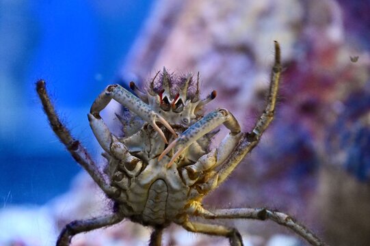 Small Crab Standing on Gravel Bed in Aquarium Underwater