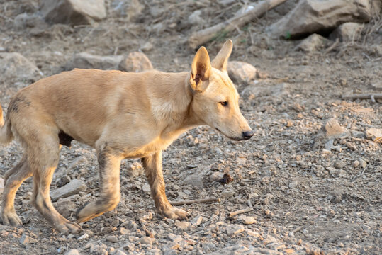 Tan stray dog walking across rough rocky ground outdoors representing homeless animals survival abandonment animal welfare life harsh environments