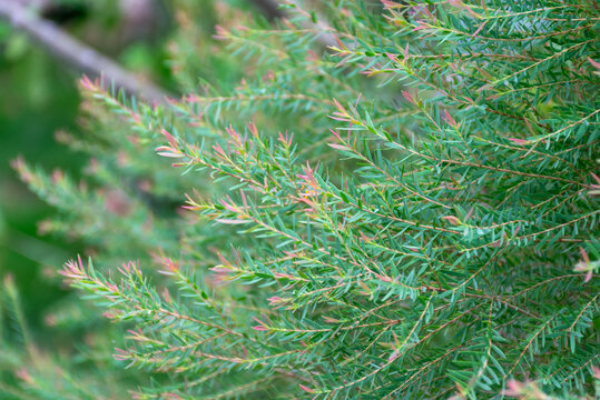 Fresh green foliage delicate pink new leaf growth slender branches against soft natural background representing gardening renewal tropical plant growth