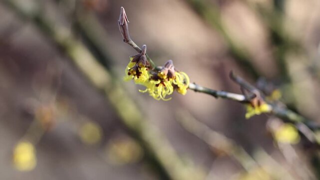 Witch hazel branch blossoming with yellow flowers