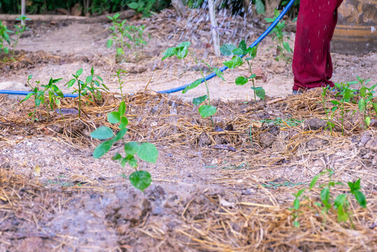 Farmer watering young green plants growing soil covered straw mulch representing organic gardening irrigation sustainable agriculture plant care