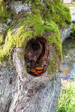 Mushrooms growing inside hollow moss covered tree trunk in autumn forest