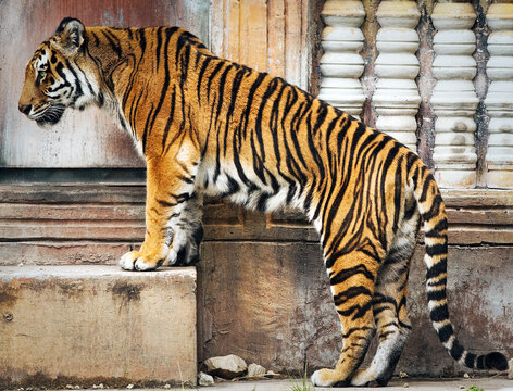 Bengal Tiger stepping on Fortress ruins