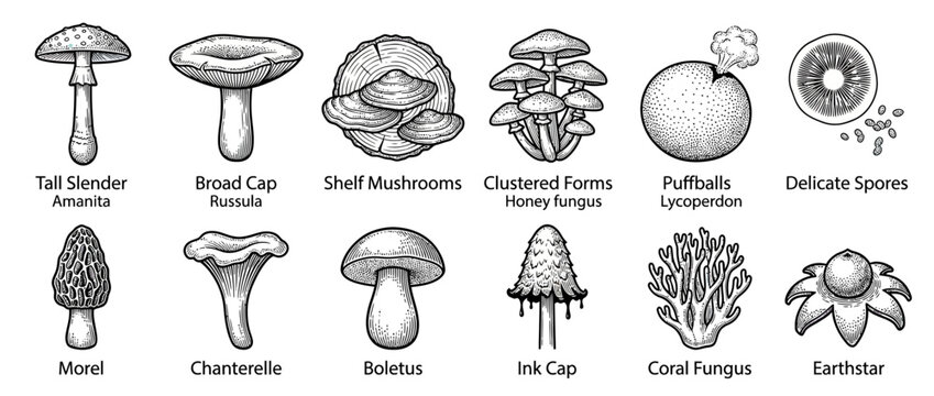 Vintage Botanical Illustrations of Various Mushrooms