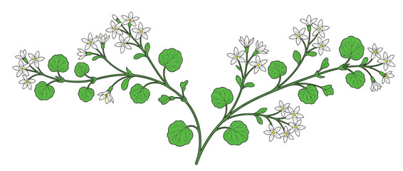 Fototapeta premium Delicate White Flowers and Green Leaves Botanical Illustration