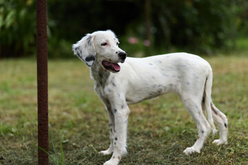 Fototapeta premium White setter puppy standing on green grass in a summer garden. Happy dog with spotted coat and open mouth. Concept of pets, nature, and animal care.