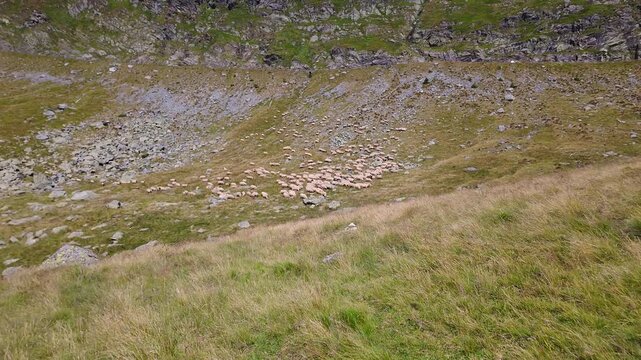 Large flock of sheep grazing on a rocky mountain pasture near the Transfagarasan in Romania