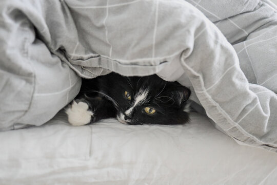 Black and white cat resting under soft gray blanket on cozy bed