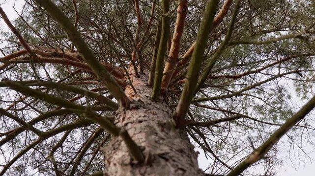 low angle view of pine tree trunk and canopy branches video, looking up at tall pine tree in forest footage, bottom up perspective of pinus tree crown against sky