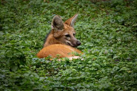 A Maned wolf (Chrysocyon brachyurus) resting and looking over its shoulder amidst dense green foliage