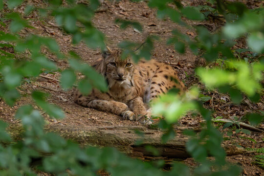 An Eurasian lynx (Lynx lynx) lying down on forest soil framed by green leaves