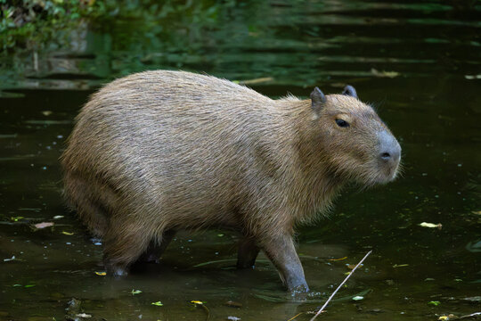 A capybara (Hydrochoerus hydrochaeris) standing in shallow water