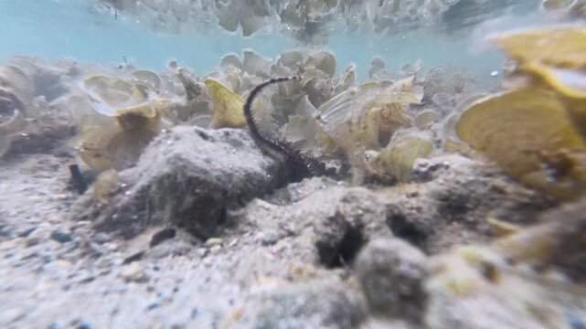 Brittle star echinoderm moving tentacles in tropical waters during ocean low tide on Coral Coast in Fiji, South Pacific