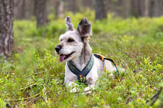 Happy dog wearing harness resting in lush green forest during outdoor summer hike in nature