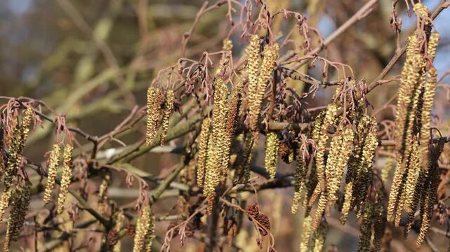 Common alder catkins blowing in the wind