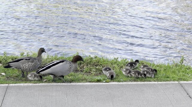 A wood duck family with ducklings walks along the Maribyrnong River and footpath feeding on grass at Footscray Park, Melbourne, Victoria, Australia.