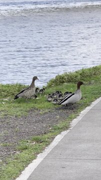 A wood duck family with ducklings walks along the Maribyrnong River and footpath feeding on grass at Frogs Hollow Park, Melbourne, Victoria, Australia.