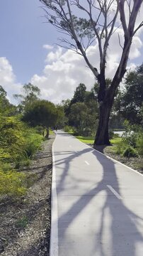 Beautiful, lush yellow wattle (acacia) flowers swaying in the wind, along the walking footpath at Frogs Hollow Park, Maribyrnong River, Melbourne, Victoria, Australia