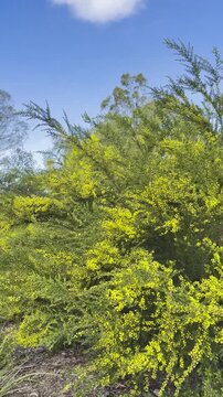 Beautiful, lush yellow wattle (acacia) flowers swaying in the wind, along the walking footpath at Frogs Hollow Park, Maribyrnong River, Melbourne, Victoria, Australia