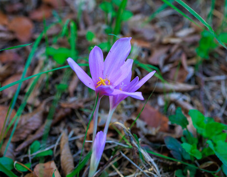 Purple Autumn Crocus Blooming Among Fallen Leaves