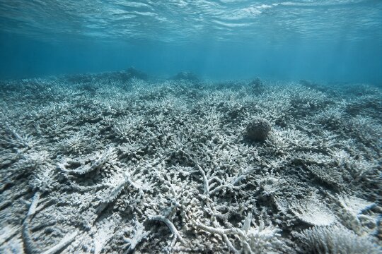 Coral reef bleached and lifeless on shallow seafloor