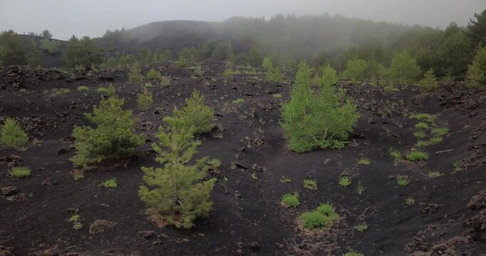 Young Pine and Birch Trees Growing in Volcanic Ash Field on Mount Etna under Misty Sky, Sicily