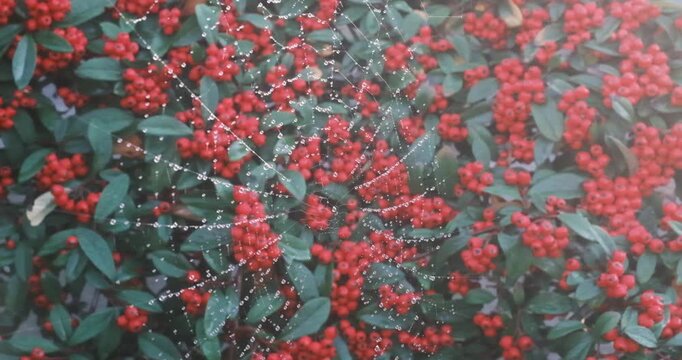 Spider web covered with water droplets stretched over a dense bush of red berries and green leaves.