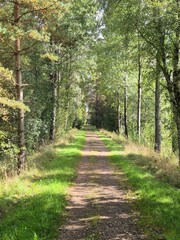 Obraz premium Peaceful Forest Path Through Green Scandinavian Woodland