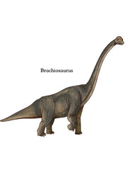 Brachiosaurus Dinosaur Scientific Illustration Isolated on White Background © Jihua