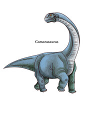 Camarasaurus Dinosaur Scientific Illustration Isolated on White Background © Jihua