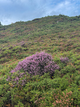 Vibrant purple heather blooms among dense green gorse across a rugged coastal hillside in Howth, County Dublin, Ireland.