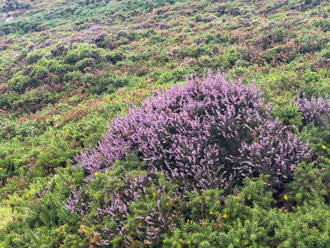 Purple heather blooms among dense green gorse and low coastal vegetation on the rugged heathland of Howth in County Dublin, Ireland.