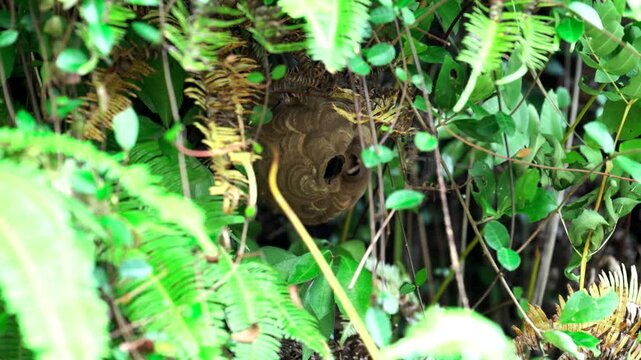 コガタスズメバチの巣