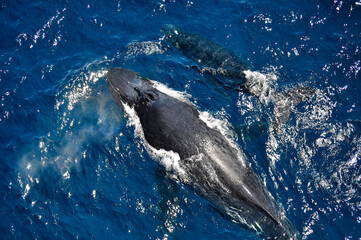Humpback whales swimming together at the ocean surface in Australia © Konstantin