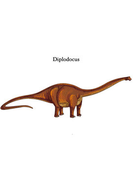 A standing Diplodocus from the age of dinosaurs.